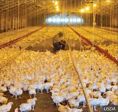  POULTRY FARMER